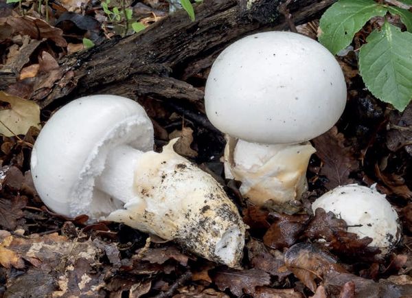 Amanita ovoidea