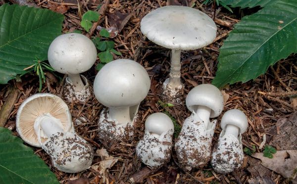 Amanita phalloides var. alba