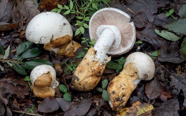 Amanita proxima
