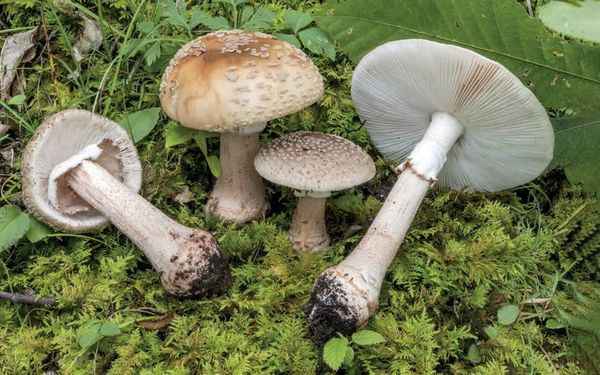 Amanita rubescens