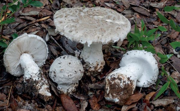Amanita strobiliformis