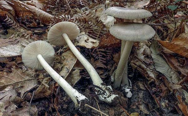 Amanita vaginata