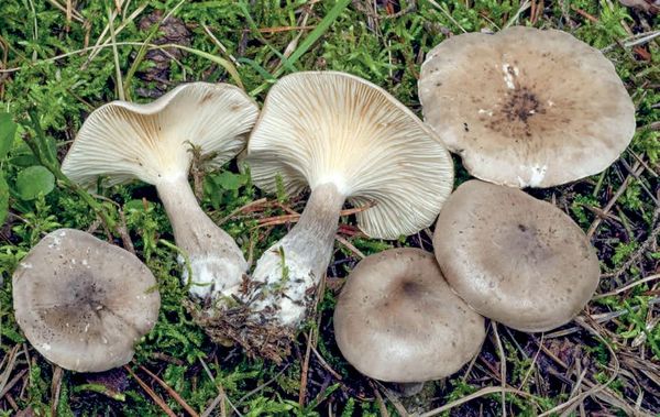 Ampulloclitocybe clavipes
