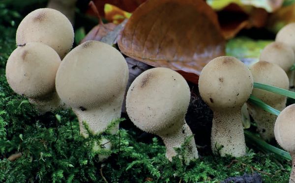 Apioperdon pyriforme