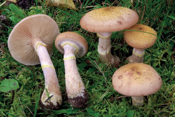 Armillaria gallica
