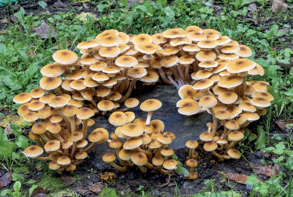 Armillaria mellea