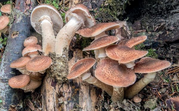 Armillaria ostoyae
