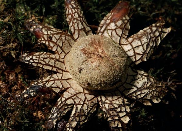 Astraeus hygrometricus