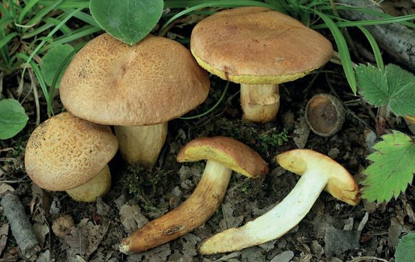 Aureoboletus moravicus