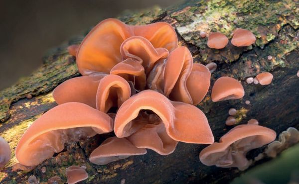 Auricularia auricula-judae