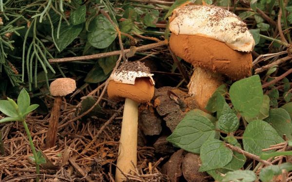 Battarrea phalloides