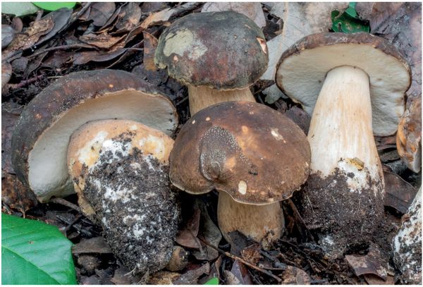 Boletus aereus