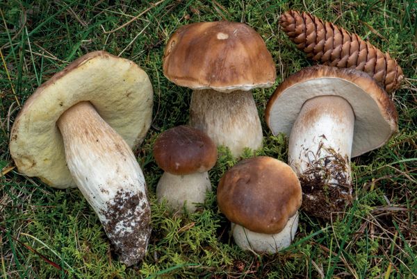 Boletus edulis