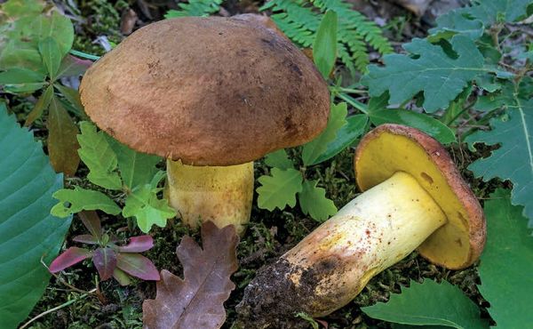 Butyriboletus appendiculatus