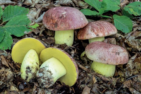Butyriboletus regius