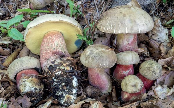 Caloboletus calopus