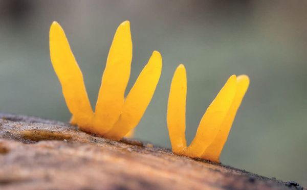 Calocera cornea