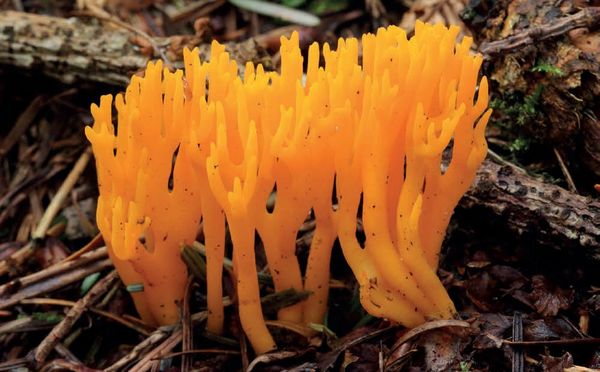 Calocera viscosa