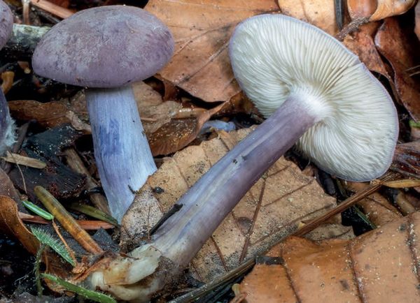 Calocybe ionides