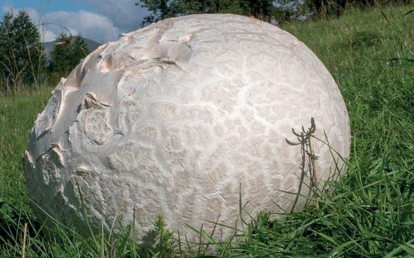 Calvatia booniana