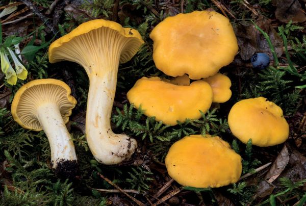Cantharellus cibarius