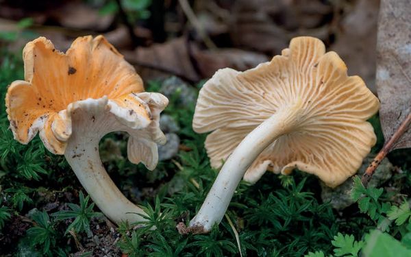 Cantharellus friesii