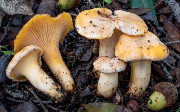 Cantharellus pallens
