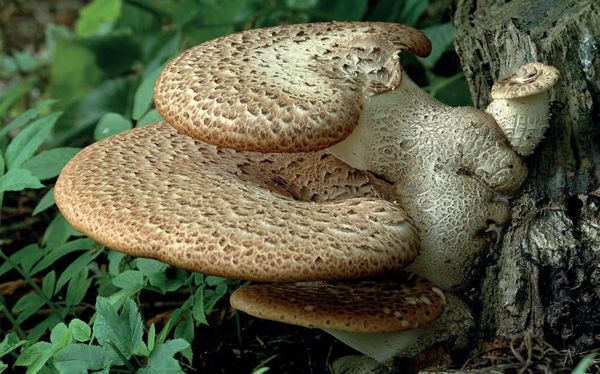 Cerioporus squamosus