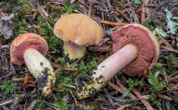 Chalciporus amarellus