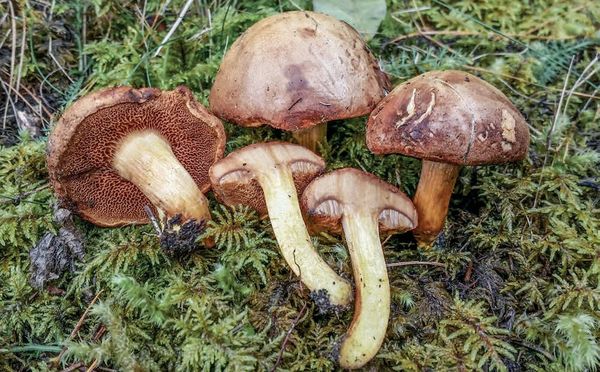 Chalciporus piperatus