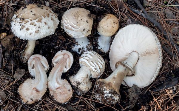 Chlorophyllum brunneum