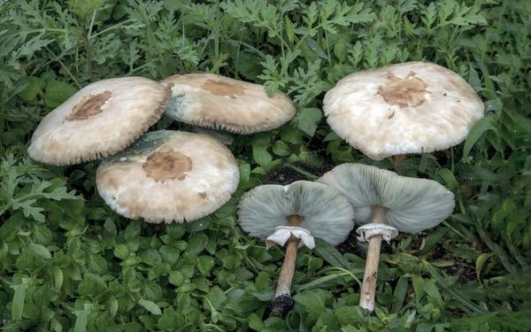 Chlorophyllum molybdites