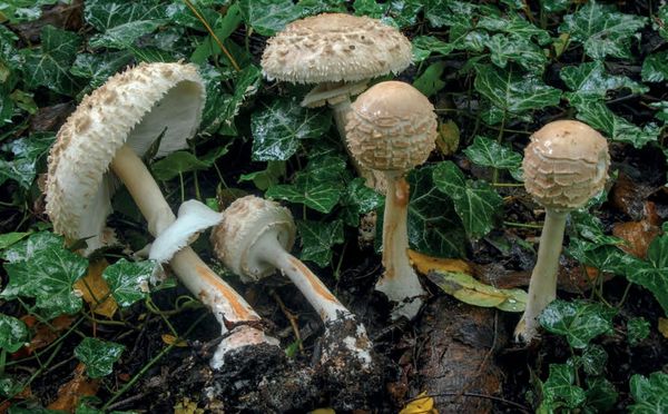 Chlorophyllum rhacodes