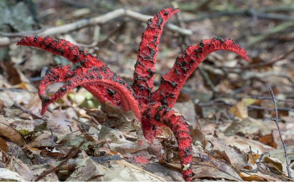 Clathrus archeri
