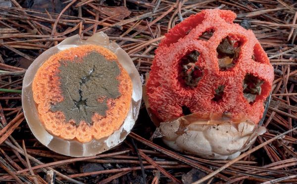 Clathrus ruber