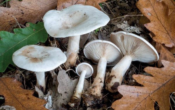 Clitocybe rivulosa