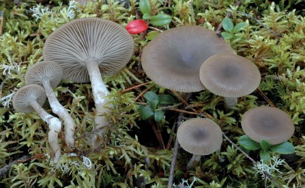 Clitocybe vibecina