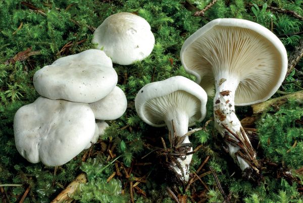 Clitopilus prunulus