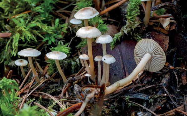 Collybia cirrhata