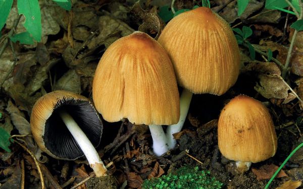 Coprinellus micaceus