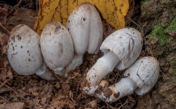 Coprinopsis atramentaria