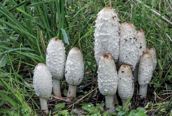 Coprinus comatus