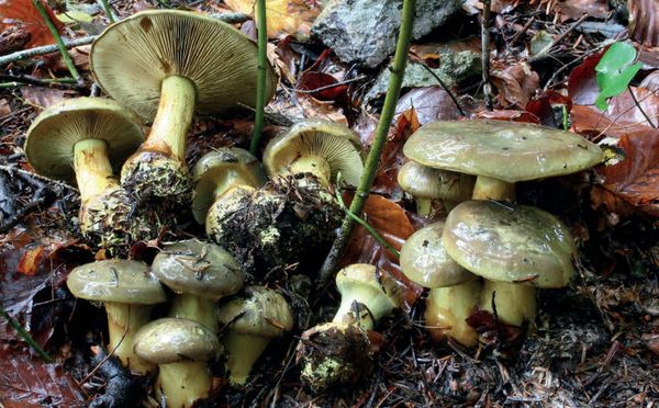 Cortinarius atrovirens subsp. atrovirens