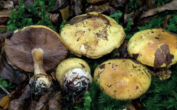 Cortinarius calochrous