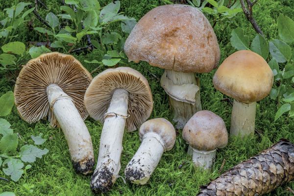 Cortinarius caperatus