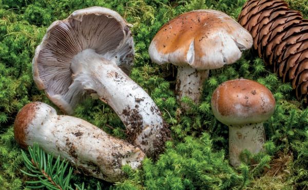 Cortinarius claricolor