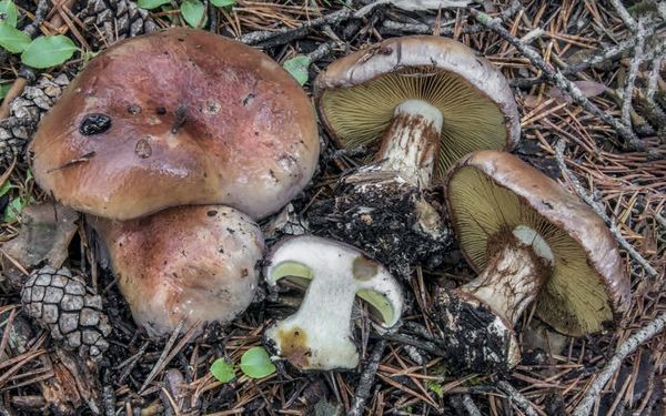 Cortinarius cupreorufus