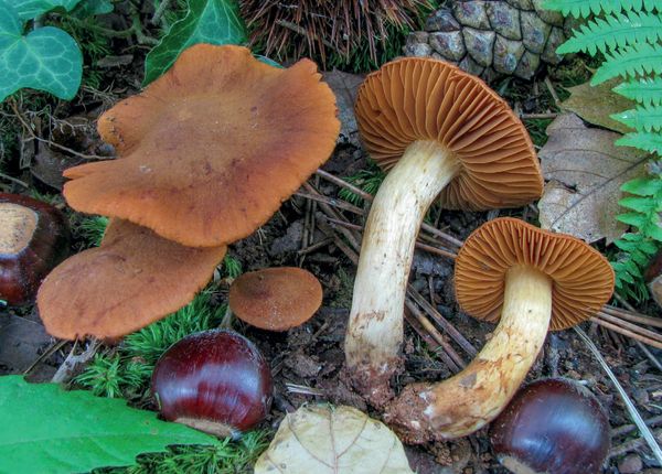 Cortinarius orellanus