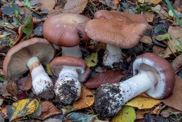 Cortinarius praestans