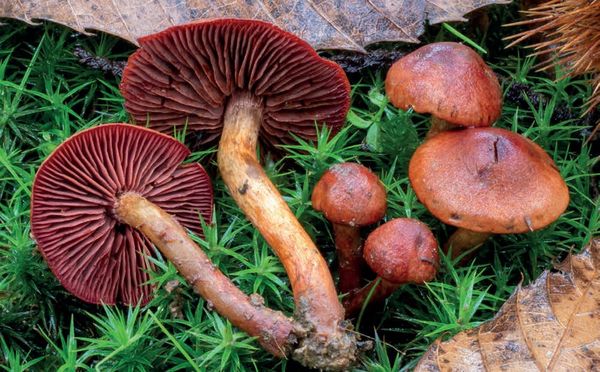 Cortinarius purpureus